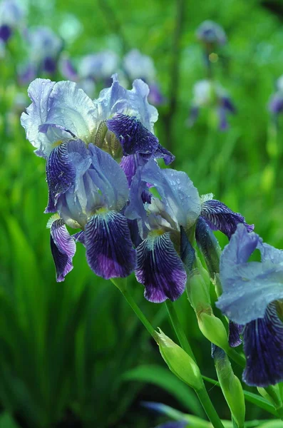 Modré Duhovky Pozadí Duhovkami Pro Telefon Tablet Světě Květin Květiny — Stock fotografie