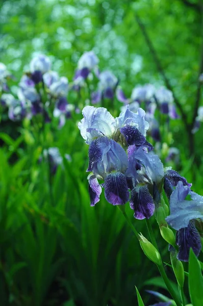 Niebieskie Tęczówki Tło Irysami Telefonu Tabletu Świecie Kwiatów Kwiaty Kroplach — Zdjęcie stockowe