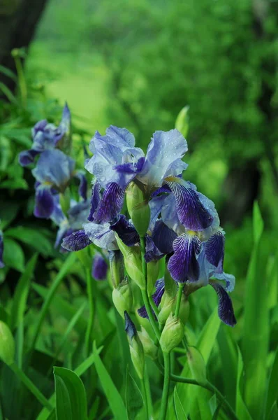Niebieskie Tęczówki Tło Irysami Telefonu Tabletu Świecie Kwiatów Kwiaty Kroplach — Zdjęcie stockowe