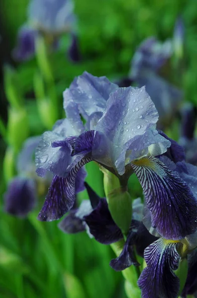 青い虹彩 電話やタブレット用虹彩の背景 花の世界で 露と雨の滴の花 花の世界で ウィキペディアの写真 — ストック写真