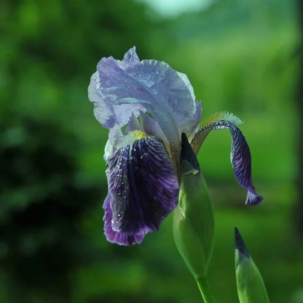 Блакитні Іриси Натхнення Ірисами Телефону Планшету Світі Квітів Квіти Краплинах — стокове фото
