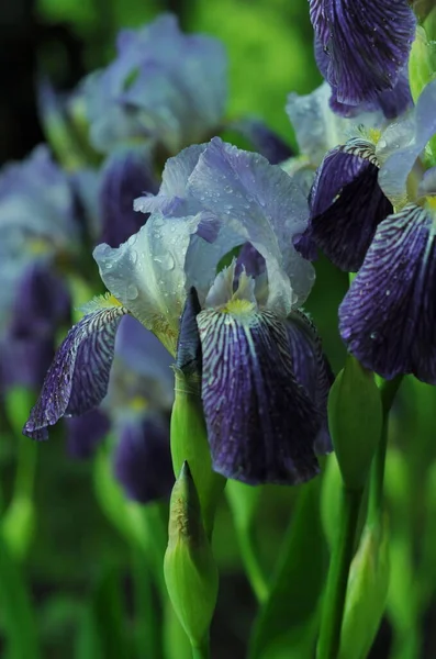 青い虹彩 電話やタブレット用虹彩の背景 花の世界で 露と雨の滴の花 花の世界で ウィキペディアの写真 — ストック写真