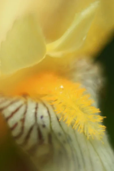Блакитні Іриси Натхнення Ірисами Телефону Планшету Світі Квітів Квіти Краплинах — стокове фото