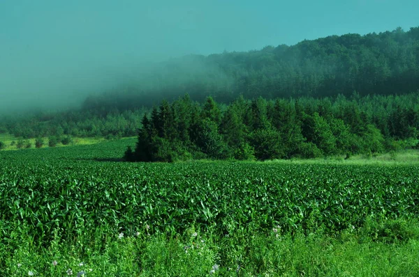 緑のウクライナのフィールド ウクライナの風景 晴れた霧の朝 テルノーピル地方のブラザニー地方の風景 朝の霧 日当たりの良い風景 — ストック写真