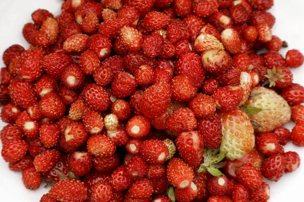 Geoogste Aardbeien Achtergrond Met Aardbeien Voor Telefoon Tblet Heldere Kleuren — Stockfoto