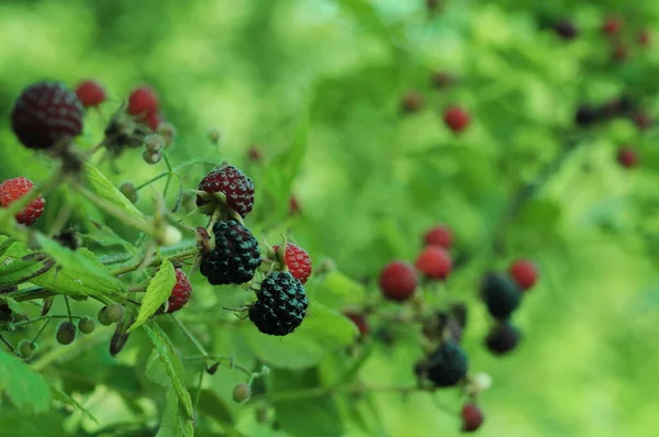 Boyzen berry. Fruits of raspberries and blackberries. Background with berries for phone and tablet. Berry of Ukraine.