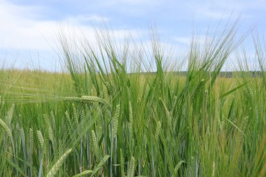 Yeşil buğday başakları. Buğday tarlası. Yeşil gezegen. 