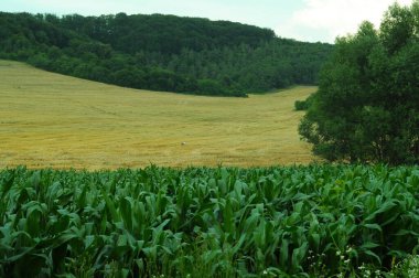 Buğday hasadı. Tarım makineleri çalışıyor. Ukrayna 'nın tarlalarında. Telefon ve tabletler için arka plan. Brzezany bölgesinde tarım.