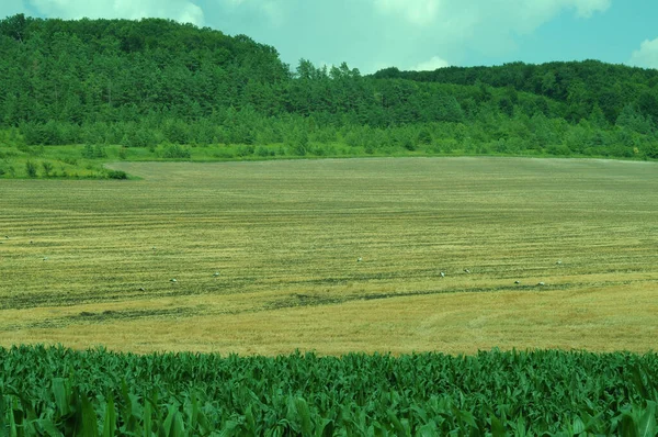 小麦の収穫 仕事中の農業機械 ウクライナの分野で 電話やタブレットの背景 ブラジルの農業地帯 — ストック写真
