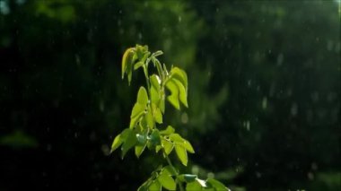 Yağmur damlalarının altında bir çavdar filizi. Videodaki dalgalanmaların artışı. Damlalar güneşe yağdı. Batı Ukrayna doğası. Video efekti. 