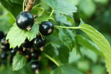  Frenk üzümü hasadı. Çilekli Ukrayna. Telefon ve tablet için böğürtlenli arka plan. Frenk üzümlü salkımlar. 