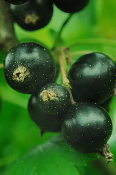 Cosecha Bayas Grosella Negra Berry Ucrania Fondo Con Bayas Para — Foto de Stock