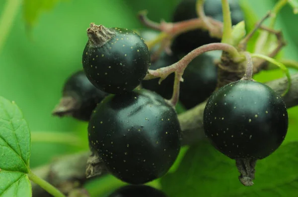 Récolte Baies Cassis Berry Ukraine Contexte Avec Des Baies Pour — Photo