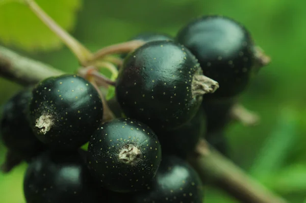 Ernte Der Schwarzen Johannisbeeren Beeren Ukraine Hintergrund Mit Beeren Für — Stockfoto