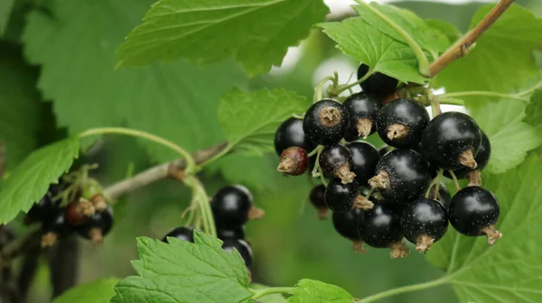 Récolte Baies Cassis Berry Ukraine Contexte Avec Des Baies Pour — Photo