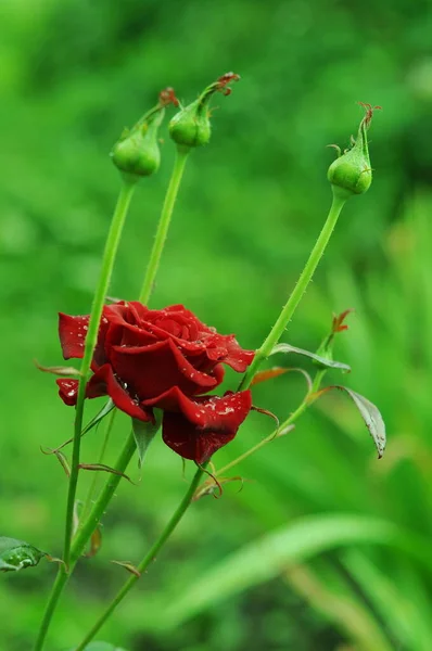 明るいバラの花 バラの夏の明るい色 電話やタブレット用バラの背景 植物や花の王国では — ストック写真