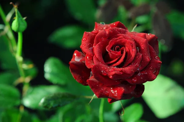 Leuchtend Rosa Blüten Leuchtende Farben Des Sommers Rosen Hintergrund Mit — Stockfoto