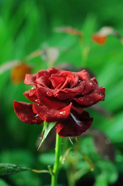 Flores Rosas Brillantes Los Colores Brillantes Del Verano Las Rosas — Foto de Stock