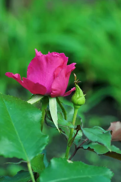 Яскраві Квіти Троянд Яскраві Кольори Літа Трояндах Фон Трояндами Телефону — стокове фото
