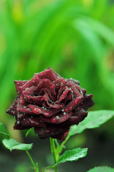  Parlak gül çiçekleri. Güllerle dolu yazın parlak renkleri. Telefon ve tablet için gül arkaplanı. Bitkiler ve çiçekler krallığında. 