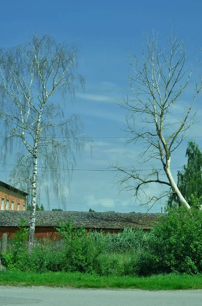 Dry Trees Roadside Background Dry Trees — Stock Photo, Image