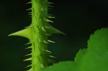 Ukrayna 'nın kır çiçekleri. Çiçeklerle yakın çekim. Çiçekler gezegeni. Bitkiler ve çiçekler krallığında. Çiçekli arkaplan. 