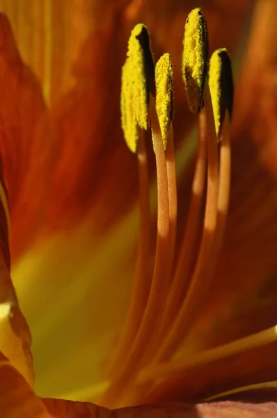 Яскраві Помаранчеві Лілії Лілії Літньої Серії Світі Квітів Фон Ліліями — стокове фото