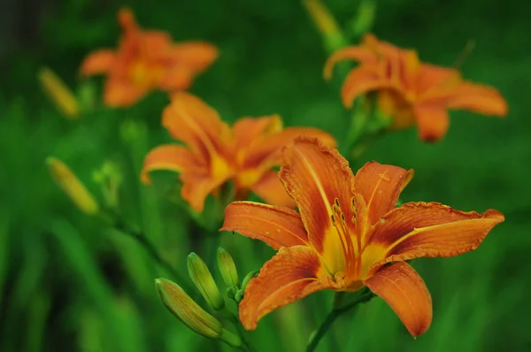 Lirios Naranjas Brillantes Lirios Serie Summer Mundo Las Flores Fondo — Foto de Stock