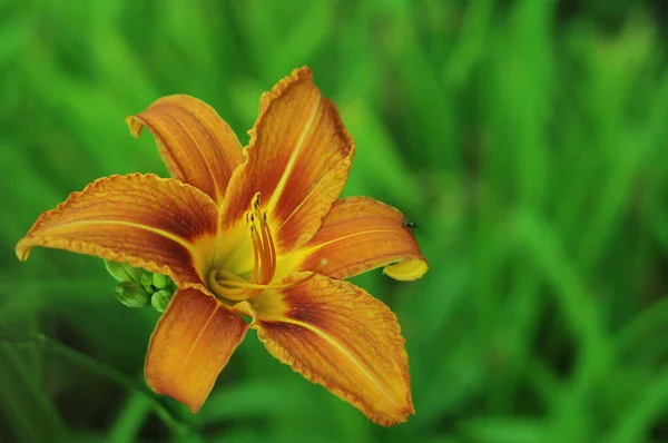 亮橙色百合花 夏日系列的百合花在鲜花的世界里电话和平板百合花的背景 — 图库照片