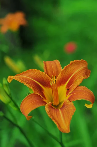 明るいオレンジのユリ 夏のシリーズのユリ 花の世界で 電話とタブレット用ユリの背景 — ストック写真