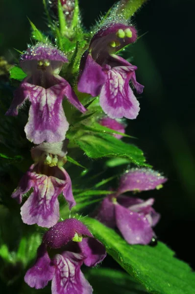 Wildflowers Ukraine Closeup Flowers Planet Flowers Kingdom Plants Flowers Background — Stock Photo, Image