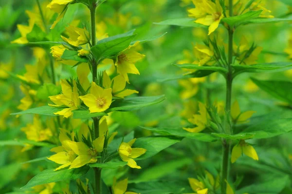 Fundo Com Flores Para Telefone Tablet Reino Das Plantas Flores — Fotografia de Stock