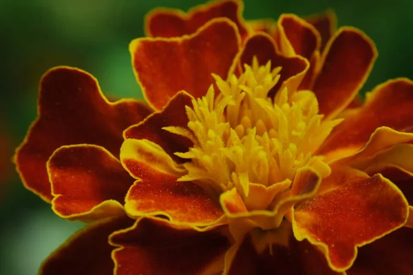 ウクライナの野生の花 花の世界で 緑の惑星 花の閉鎖 ウクライナの花壇での晴れた夏の日 — ストック写真