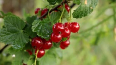 Olgun kirazlı kiraz bahçesi. Kirazlı videofon. Ukrayna bahçeleri. 
