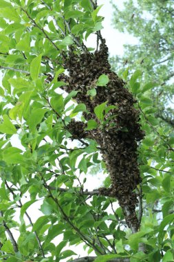 Arıcılık mesleği. Ukrayna 'da bal böcekleri. İş zor ve meyve tatlıdır. Arıcılık ve tarım endüstrisi, ve nasıl!