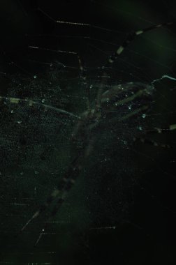 Böcekler gezegeni. Örümcekler ve örümcek ağları. Ağ vasıtasıyla. Böceklerin krallığı. Ukrayna 'nın Vahşi Hayatı. 