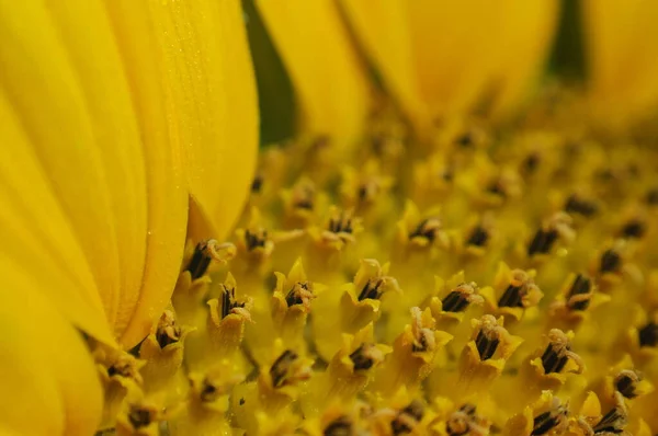 Sunflower flowers. Background with sunflowers for phone and tablet.