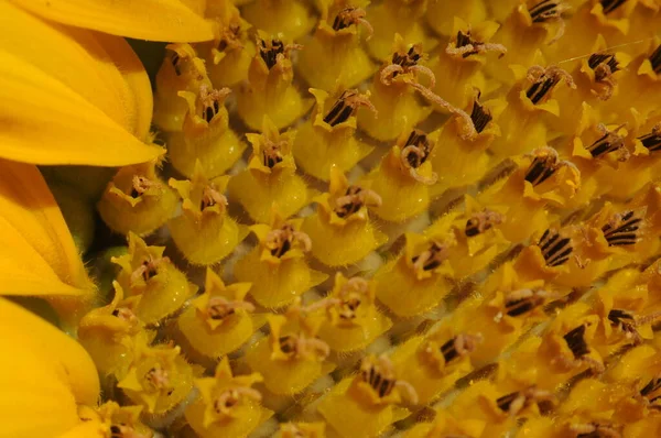 Sonnenblumenblüten Hintergrund Mit Sonnenblumen Für Handy Und Tablet — Stockfoto