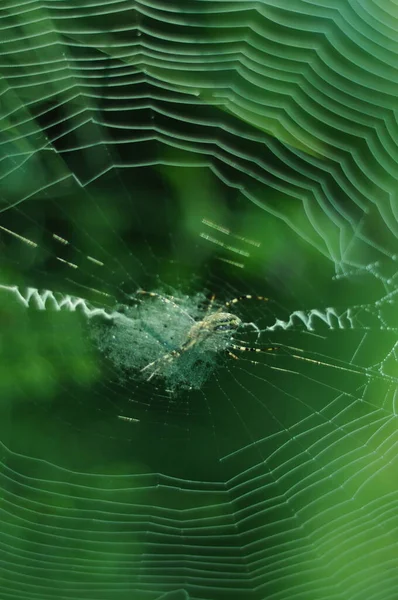 Planeta Hmyzu Pavouci Pavučiny Svět Skrze Pavučinu Království Hmyzu Divoká — Stock fotografie