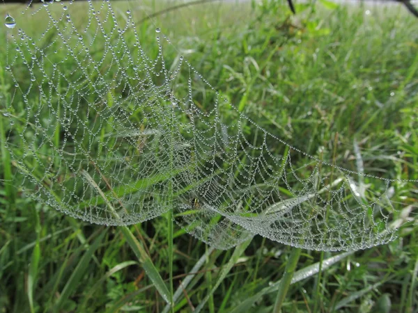 Planète Insectes Araignées Toiles Araignée Monde Travers Web Royaume Des — Photo