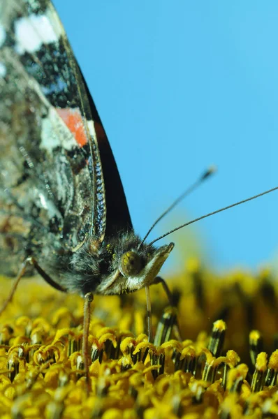 Dans Monde Des Insectes Papillons Sur Les Fleurs Fond Avec — Photo