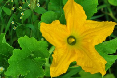 Ukrayna topraklarında sebzeler ve meyveler. Ukrayna topraklarının meyveleri. Çiçekler, kabak ve kabak meyveleri. Yabani çiçeklerdeki böcekleri döllemek. Telefon ve tablet için çiçekli arka plan. Toprağın meyveleri.. 