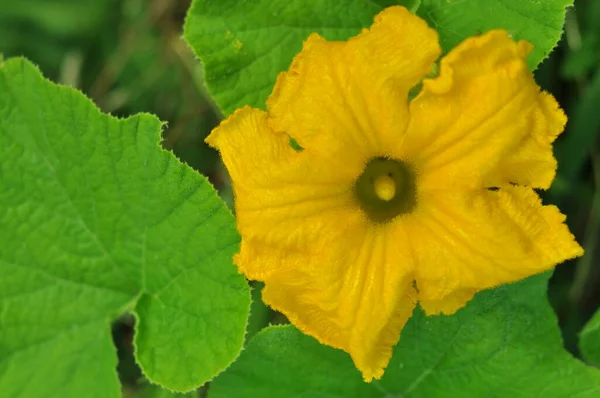 Verduras Frutas Los Campos Ucranianos Frutos Tierra Ucraniana Flores Frutos — Foto de Stock