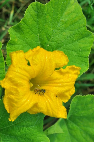 Vegetables and fruits in the Ukrainian fields. Fruits of the Ukrainian land. Flowers and fruits of zucchini and pumpkins. Pollinating insects on wildflowers. Background with flowers for phone and tablet. Fruits of the earth.