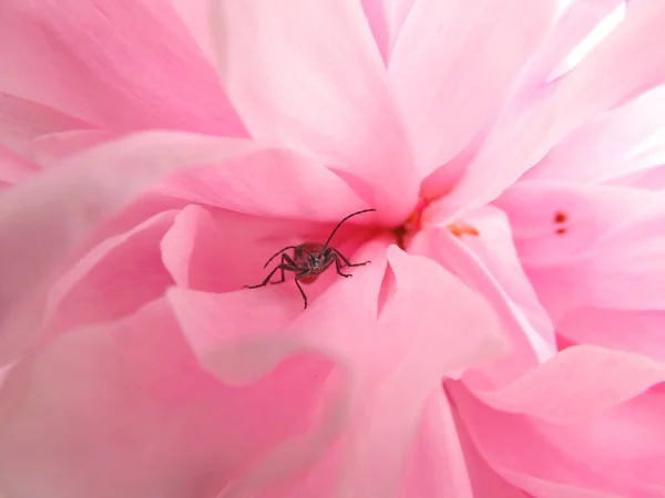 Inseto Uma Pétala Flor Insetos Mundo Das Flores — Fotografia de Stock