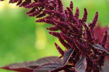 Amaranthus Cruentus. Kırmızı çiçekler. Kırmızı renkli bitkiler. Telefon ve tablet için bitkilerle dolu bir arka plan. Çiçekler ve bitkilerle dolu bir arka plan. Ukrayna 'nın Çiçekleri. 