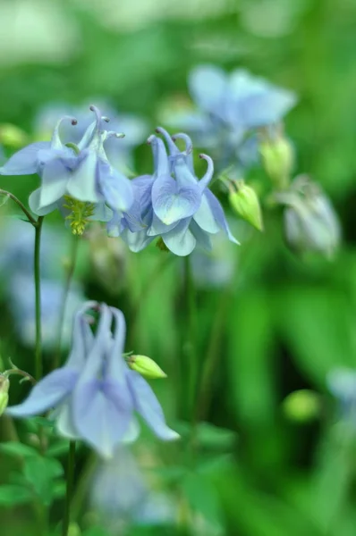 ビールの背景に花 ウクライナの花 — ストック写真