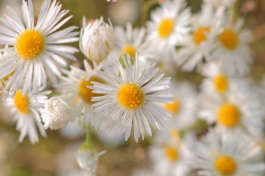 Papatya çiçekleri yabanidir. Hamur köftesi. Papatyaların üzerindeki ilk don. Çiçek yapraklarının makrofotoğrafçılığı. Batı Ukrayna doğası. Beyaz papatyalar. Telefon ve tablet için papatyalar. Papatya çiçekleri. 