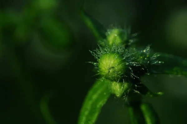 Flores Camomila São Selvagens Palhaços Primeira Geada Margaridas Macrofotografia Pétalas — Fotografia de Stock