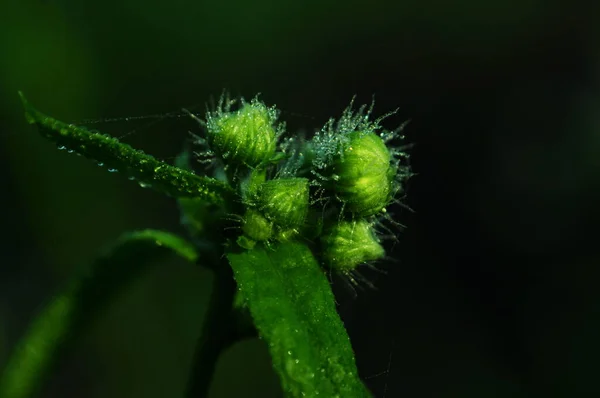 Kamomillblommor Vilda Dumplingar Den Första Frosten Prästkragar Makrofotografi Blommor Kronor — Stockfoto